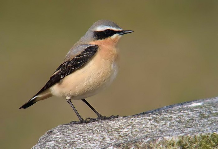 Wheatear