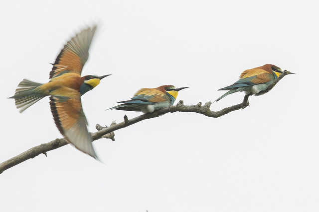 Bee-eater