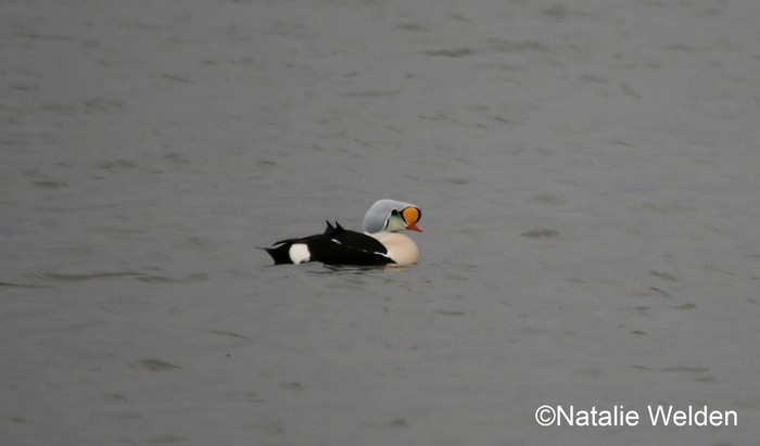 King Eider