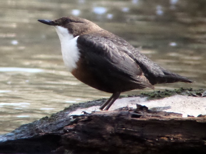 Dipper
