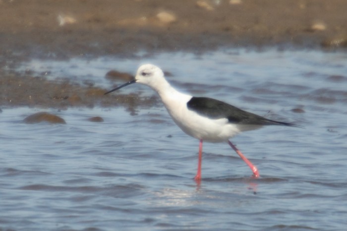 Black-winged Stilt