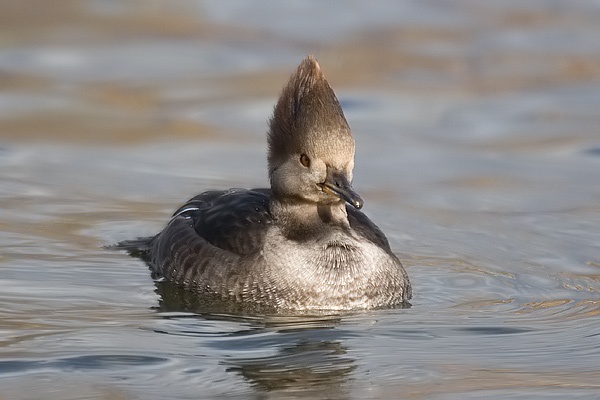 Hooded Merganser