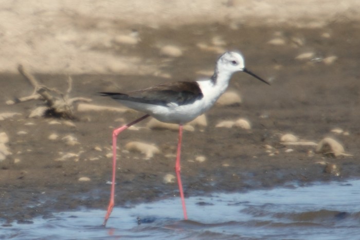 Black-winged Stilt