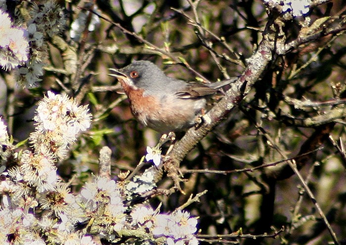 Eastern Subalpine Warbler