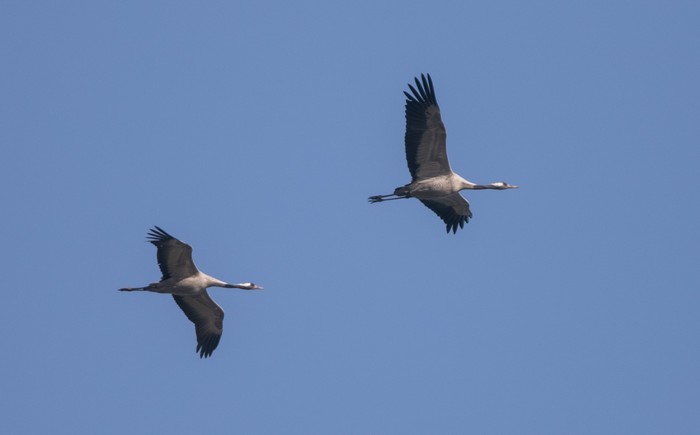 Common Crane