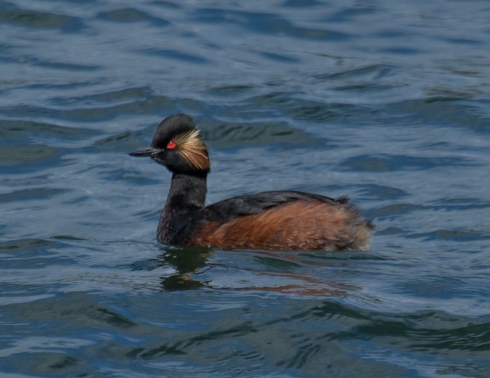 Black-necked Grebe