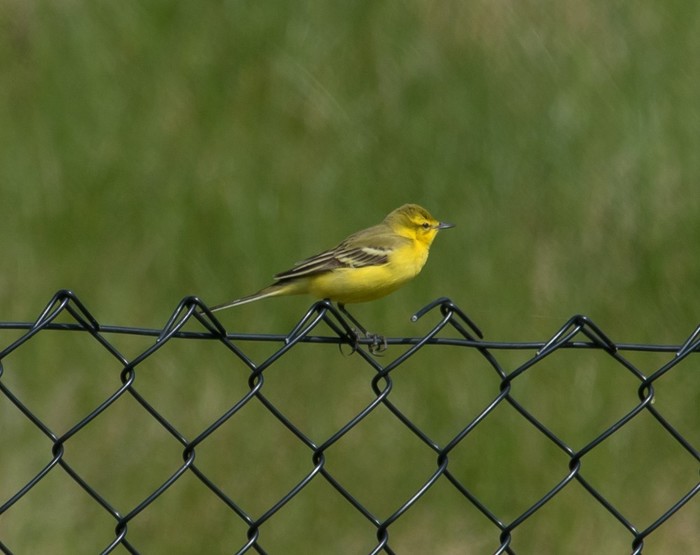 Yellow Wagtail