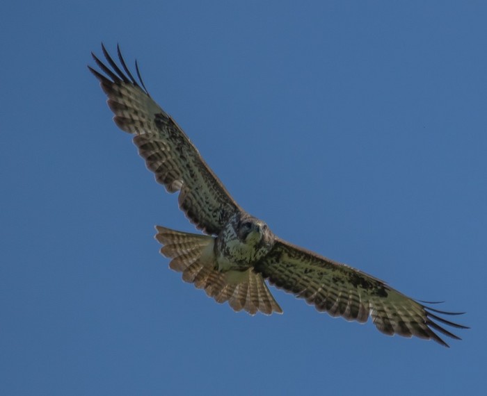 Buzzard