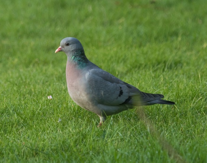 Stock Dove