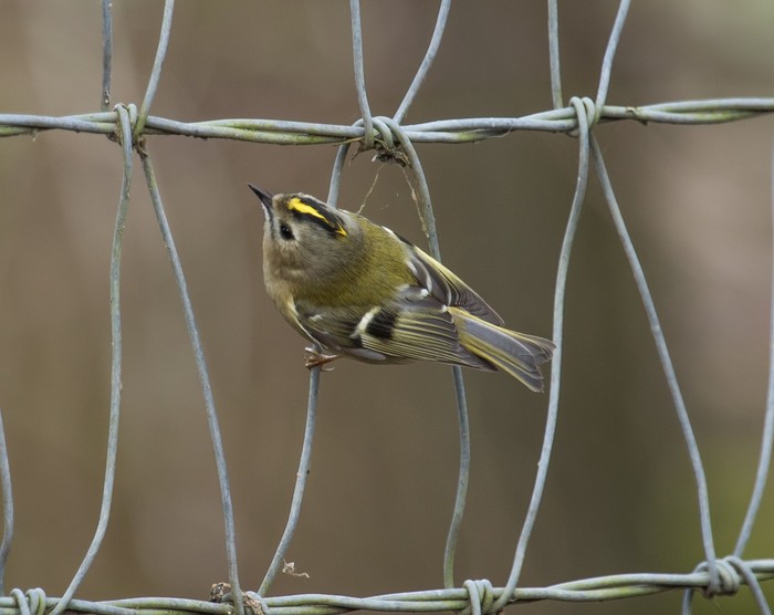 Goldcrest