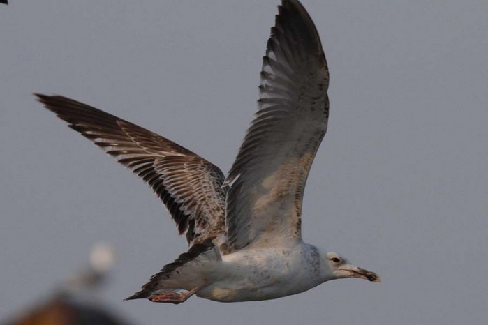 Caspian Gull