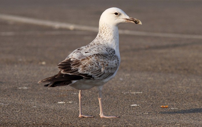 Caspian Gull