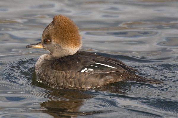 Hooded Merganser