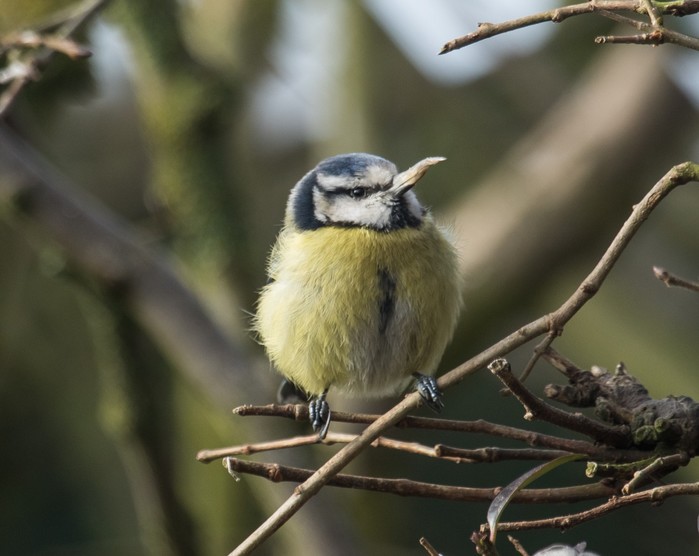 Blue Tit