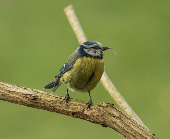 Blue Tit