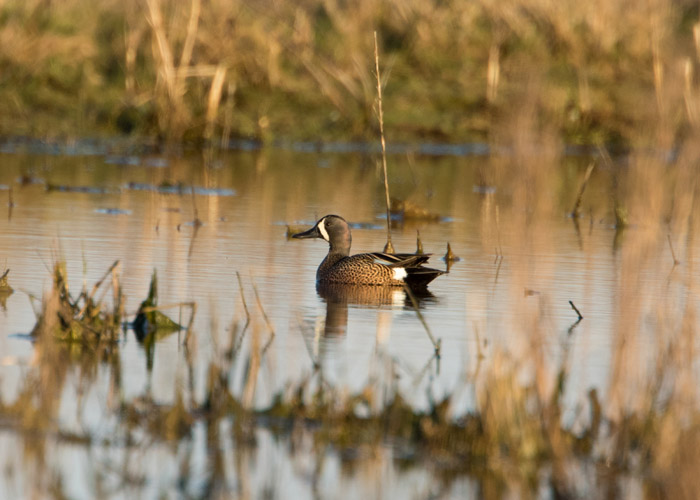 Blue-winged Teal