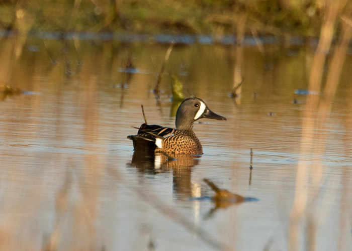 Blue-winged Teal