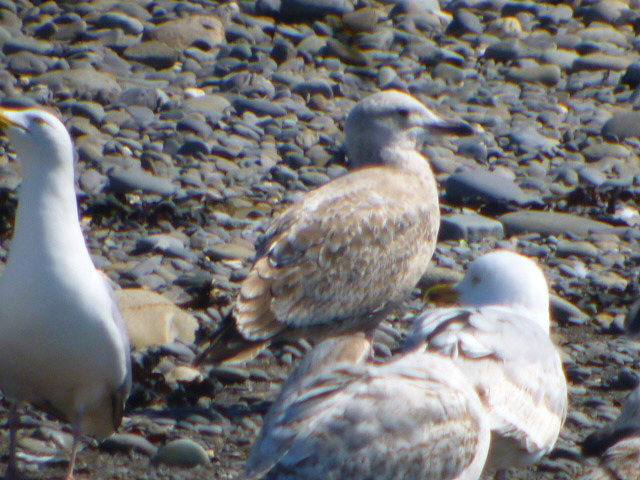 American Herring Gull
