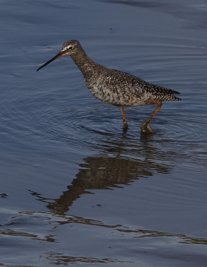 Spotted Redshank