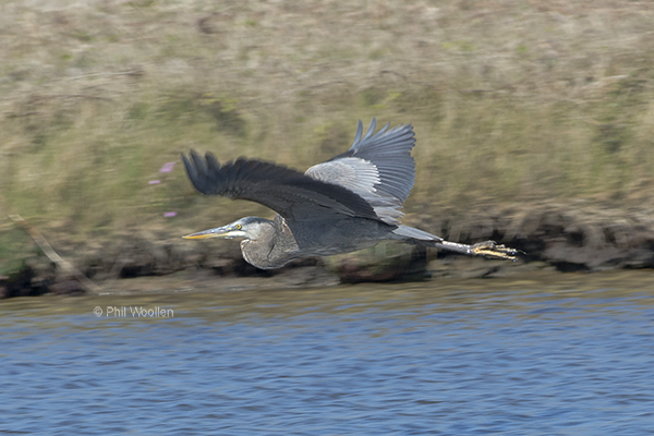 Great Blue Heron