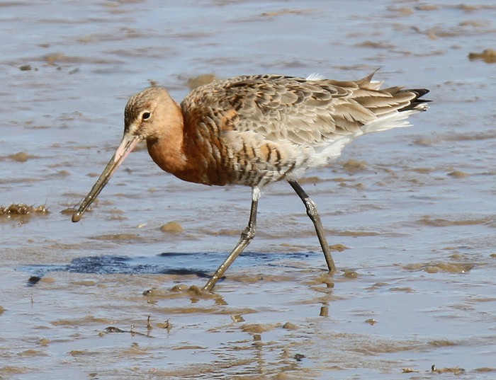 Black-tailed Godwit