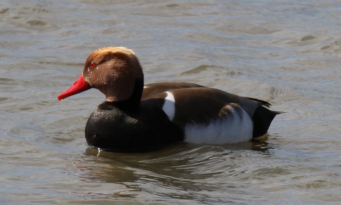 Red-crested Pochard