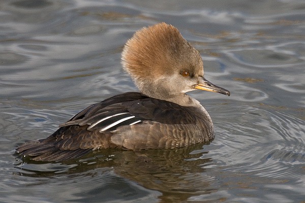 Hooded Merganser