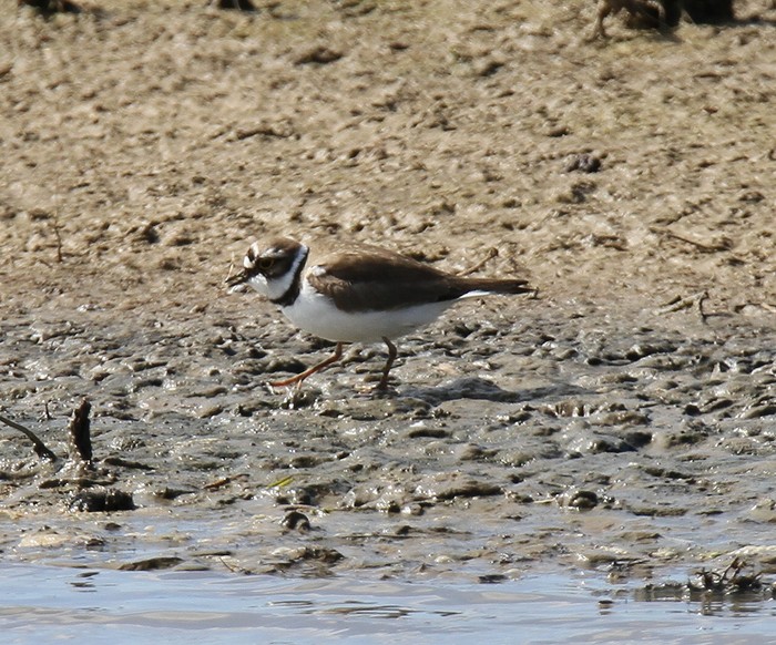 Little Ringed Plover