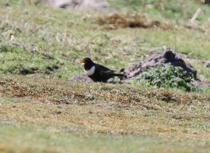 Ring Ouzel
