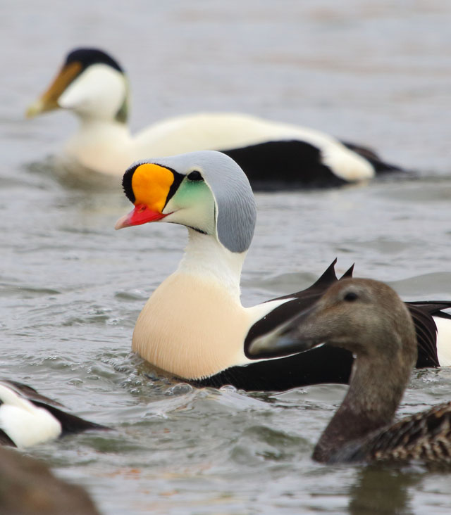 King Eider