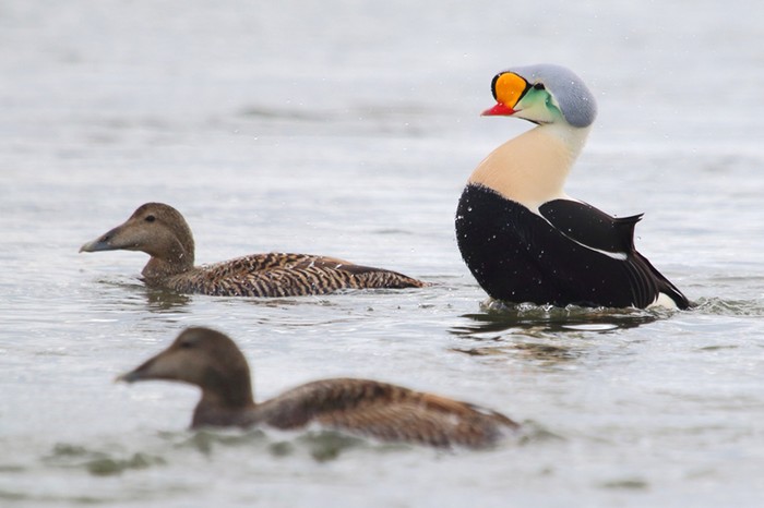 King Eider