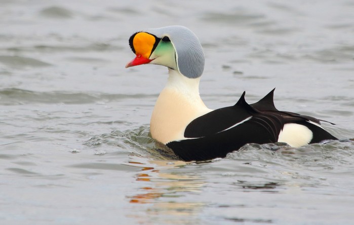 King Eider