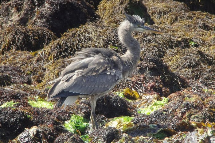 Great Blue Heron
