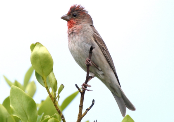 Common Rosefinch