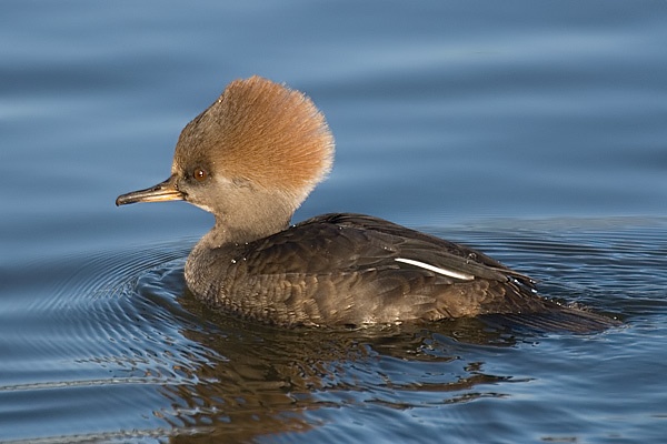 Hooded Merganser