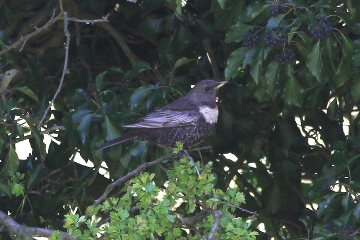 Ring Ouzel  