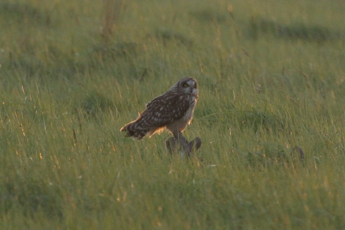 Short-eared Owl