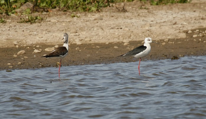 Black-winged Stilt