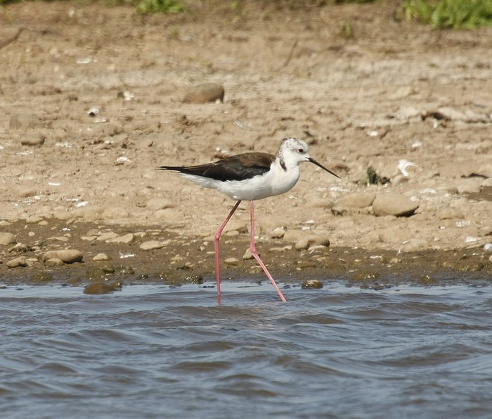 Black-winged Stilt