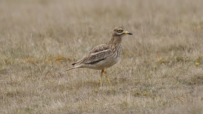 Stone Curlew
