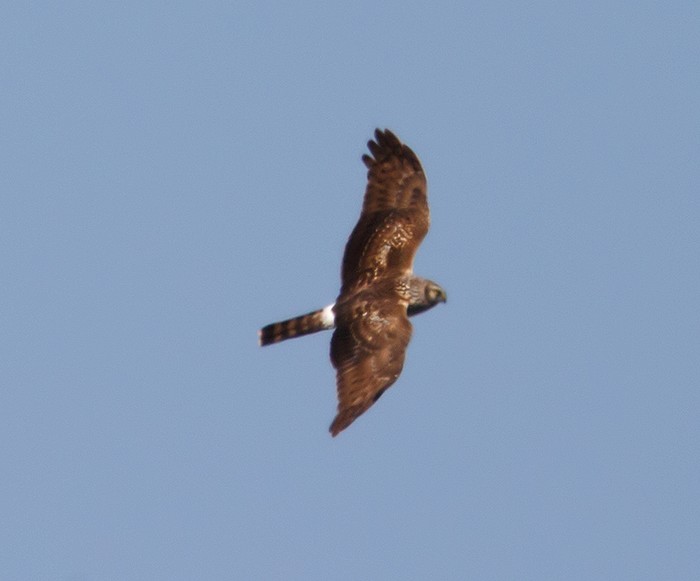 Hen Harrier