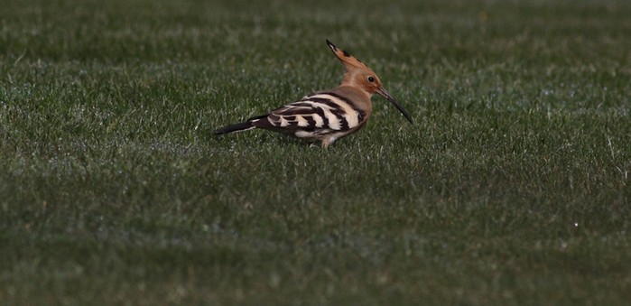 Hoopoe