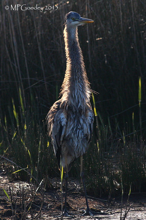 Great Blue Heron