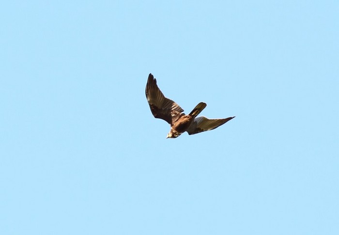 Marsh Harrier