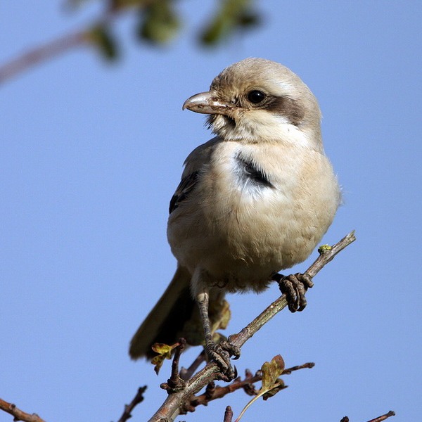 Steppe Grey Shrike