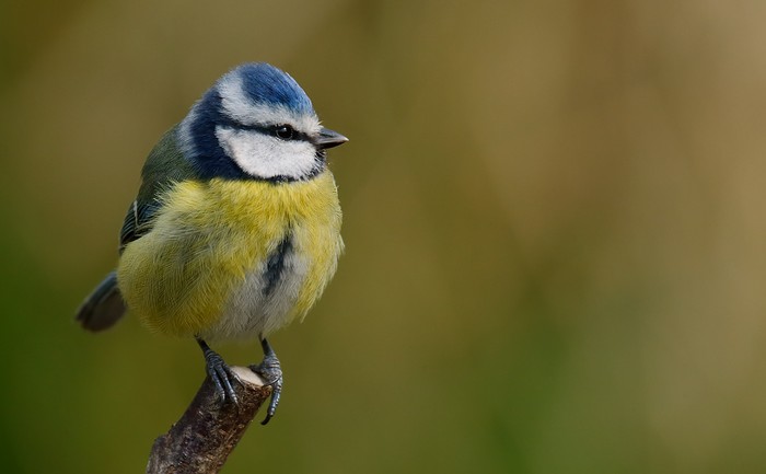 Blue Tit