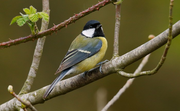 Great Tit