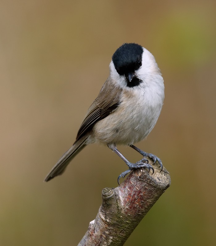 Marsh Tit