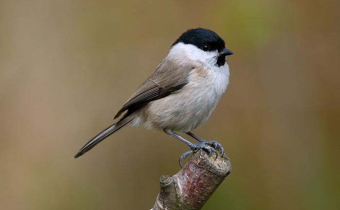 Marsh Tit