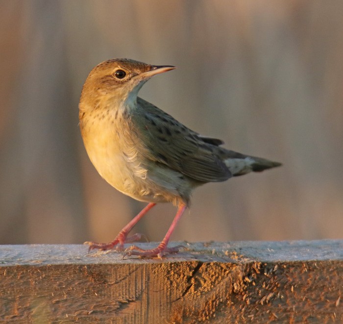 Grasshopper Warbler